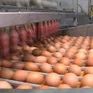 Tin thất thiệt "trứng gà giả" gây hệ lụy tới hàng triệu hộ chăn nuôi
