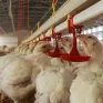 Brazil "hạ nhiệt" lạm phát thực phẩm nhờ dịch cúm gia cầm
