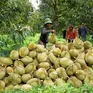 Trung Quốc cập nhật thêm 829 mã vùng trồng, 131 mã đóng gói sầu riêng của Việt Nam