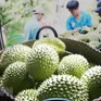 Thêm cơ hội cho sầu riêng Việt tại Trung Quốc