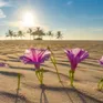 Sức sống hoa muống biển