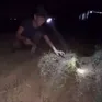 Người dân miền Trung tranh thủ ra đồng ban đêm tránh nắng nóng