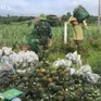 Nông dân Nghệ An phấn khởi vì mùa dứa bội thu, giá cao ngất ngưỡng