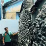 Độc đáo nhà san hô.