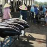 Ra khơi cùng giấc mơ cá lớn.