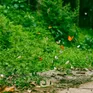 Cúc Phương mùa bướm đẹp cỡ nào mà đông khách du lịch đến thế?