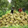 Để sầu riêng khỏi... sầu