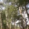 Việt Nam thuộc nhóm "rủi ro thấp" trong Quy định chống phá rừng của EU