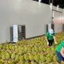 Thúc đẩy sản xuất và xuất khẩu sầu riêng bền vững