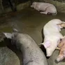 Nghệ An: Dịch tả lợn châu Phi bùng phát ở huyện Thanh Chương