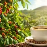 Nơi mang “linh hồn” của cà phê thế giới