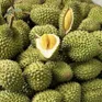 Thay đổi cách bảo quản sầu riêng để đảm bảo chất lượng xuất khẩu