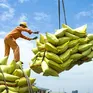 VCCI kiến nghị bỏ rào cản với doanh nghiệp xuất khẩu gạo