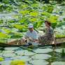Trà sống giữa lòng sen trắng