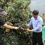 Nông dân Phú Thọ trúng lớn nhờ giống vải đạt OCOP 3 sao