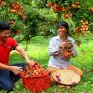 Vải trứng 200.000 đồng/kg vẫn "cháy hàng"