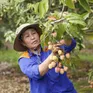 Hải Dương mở cửa vườn, xuất khẩu lô vải đầu tiên năm 2025