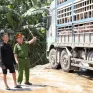 Xe tải chở 18 tấn lợn mắc dịch tả lợn châu Phi đi tiêu thụ