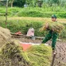 Bộ đội Biên phòng Nghệ An giúp dân vùng lũ quét thu hoạch lúa