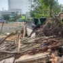 Cây bồ đề cao 20m bật gốc, một người bị thương