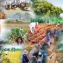 Thành lập Ban Chỉ đạo Trung ương các chương trình mục tiêu quốc gia giai đoạn 2021 - 2025