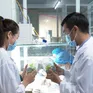 Kon Tum: Làm rõ nguyên nhân cấp mã số vùng trồng bất thường cho doanh nghiệp sâm Ngọc Linh