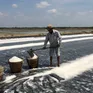 Hạt muối trắng Cần Giờ đứng trước cơ hội vàng vào chuỗi OCOP, siêu thị