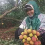 Vải chín sớm Phương Nam được mùa