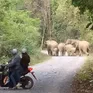 Voi rừng vào rẫy, nghi quật chết một người dân