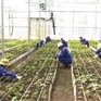 Kon Tum: Lo ngại "hợp pháp hóa" sâm trôi nổi