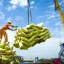Xuất khẩu gạo đối diện với rủi ro kép