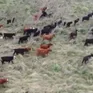 Uruguay: Vụ lừa đảo "bò ma" với hàng nghìn người mất trắng tiền đầu tư
