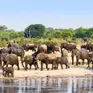 Zimbabwe tiêu diệt voi cung cấp thịt cho cư dân