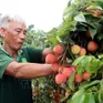 Vải trứng Hưng Yên được mùa, được giá