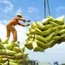 5 tháng đầu năm, giá gạo xuất khẩu giảm gần 19%