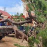 Gia Lai: Khẩn trương xác định nguồn gốc hai cây thông bonsai cổ thụ vận chuyển trái phép