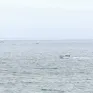 Rơi máy bay ngoài khơi bờ biển San Diego, 6 người thiệt mạng