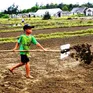 Ngày hè của những “diêm dân nhí”