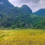 Mùa vàng ở vùng biên giới