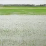 Ngập hơn 22.000 ha lúa và màu, mưa lũ vẫn chia cắt nhiều nơi ở miền Trung