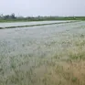Quảng Bình: Hơn 7.400 ha lúa bị ngập do mưa lớn, nhiều khu vực bị chia cắt