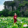 Hoa sen ở Hang Múa vào mùa đẹp nhất trong năm