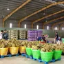 Quản lý chất lượng sầu riêng để giữ thị trường xuất khẩu