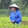 Đẩy mạnh xuất khẩu chè xanh ra nước ngoài