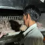 Bạc Liêu: Phát hiện xe chở 120 con lợn không có giấy kiểm dịch
