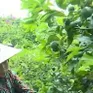 Chanh tứ quý vào vụ, nông dân “trúng mùa trúng giá”