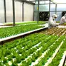 Bổ sung chính sách tín dụng phục vụ phát triển nông nghiệp, nông thôn