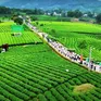 Thái Nguyên: Khám phá tiềm năng du lịch "Đệ nhất danh trà"